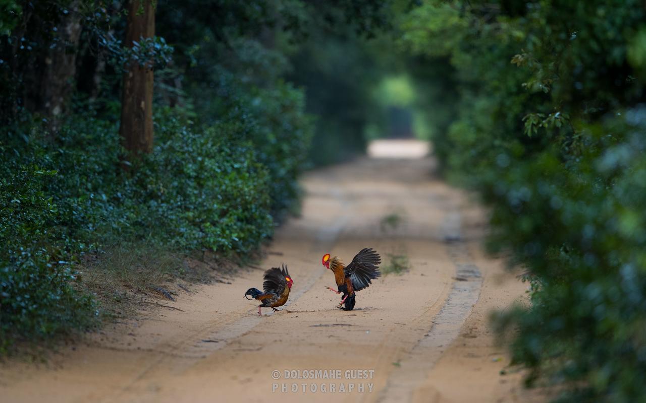 Wilpattu Dolosmahe エクステリア 写真