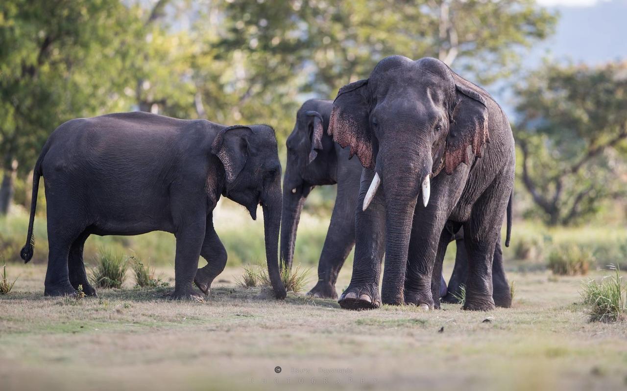 Wilpattu Dolosmahe エクステリア 写真