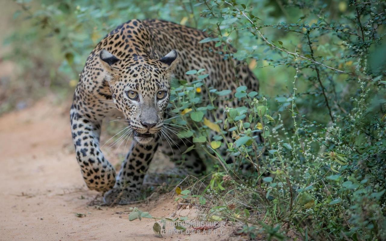 Wilpattu Dolosmahe エクステリア 写真
