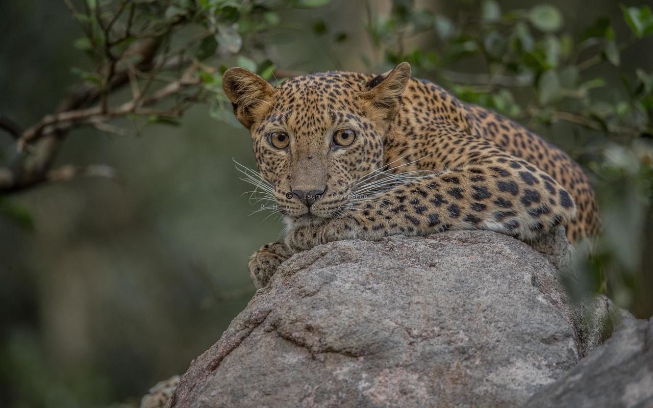 Wilpattu Dolosmahe エクステリア 写真