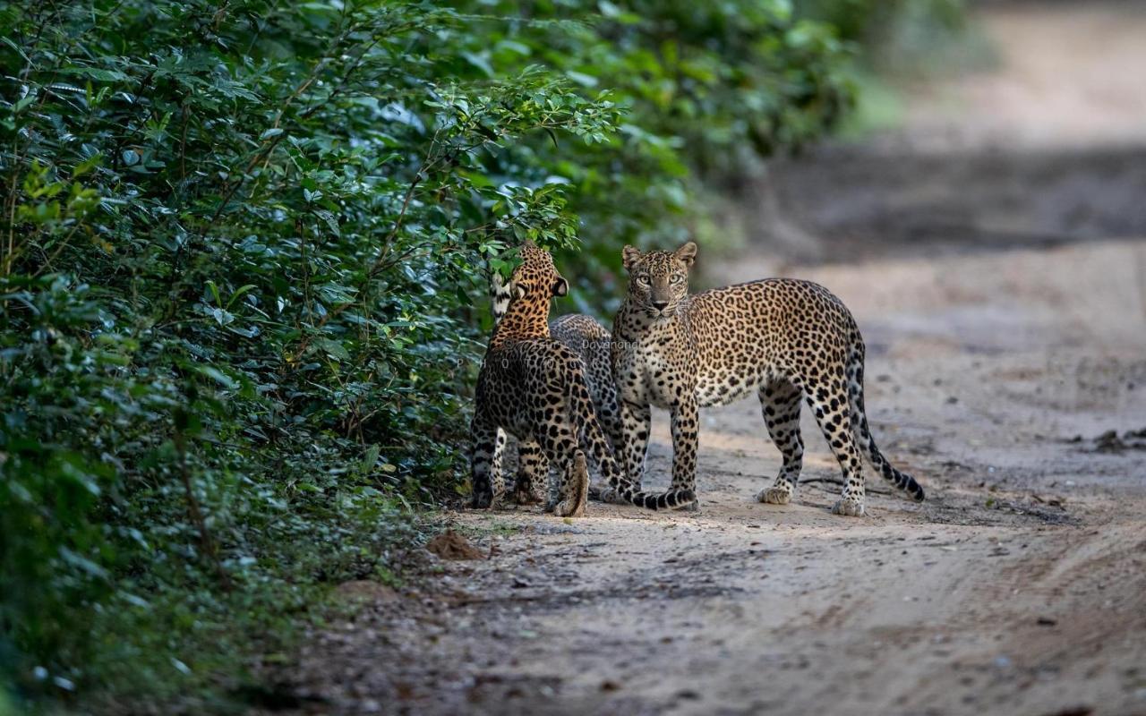 Wilpattu Dolosmahe エクステリア 写真