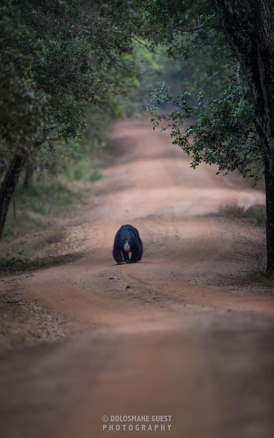 Wilpattu Dolosmahe エクステリア 写真