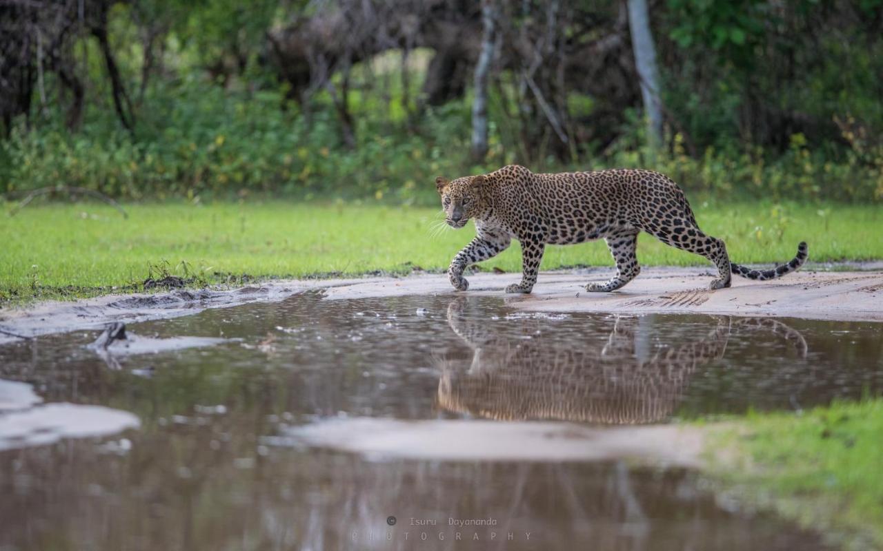 Wilpattu Dolosmahe エクステリア 写真